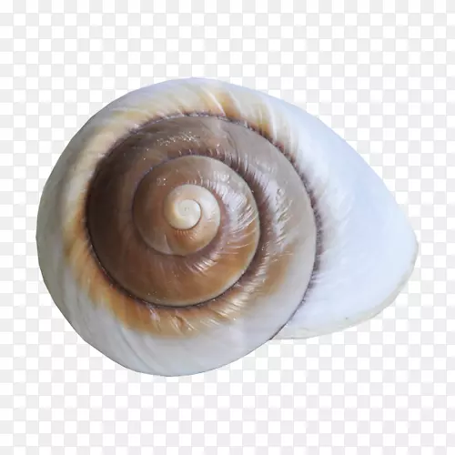海螺-蜗牛