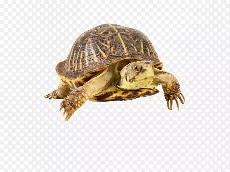 海龟常见的爬行动物华丽盒龟-Tortuga