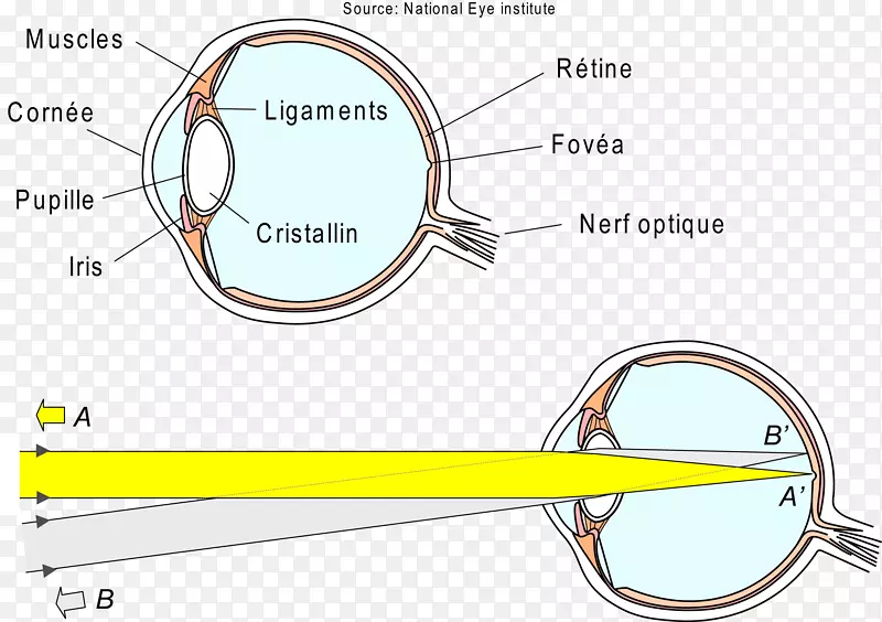 光眼睛屈光视网膜视觉感知.光