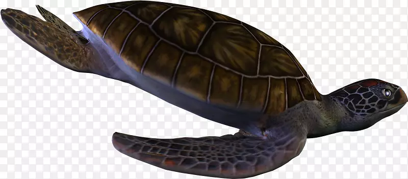 箱形海龟爬行动物