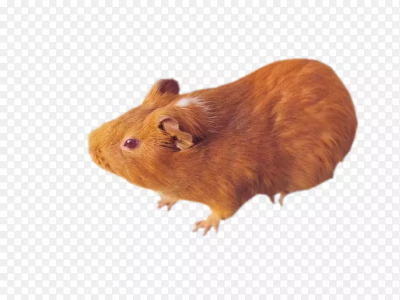 沙土鼠豚鼠计算机鼠-大鼠