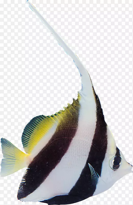 热带鱼yakiniku寿司-鱼