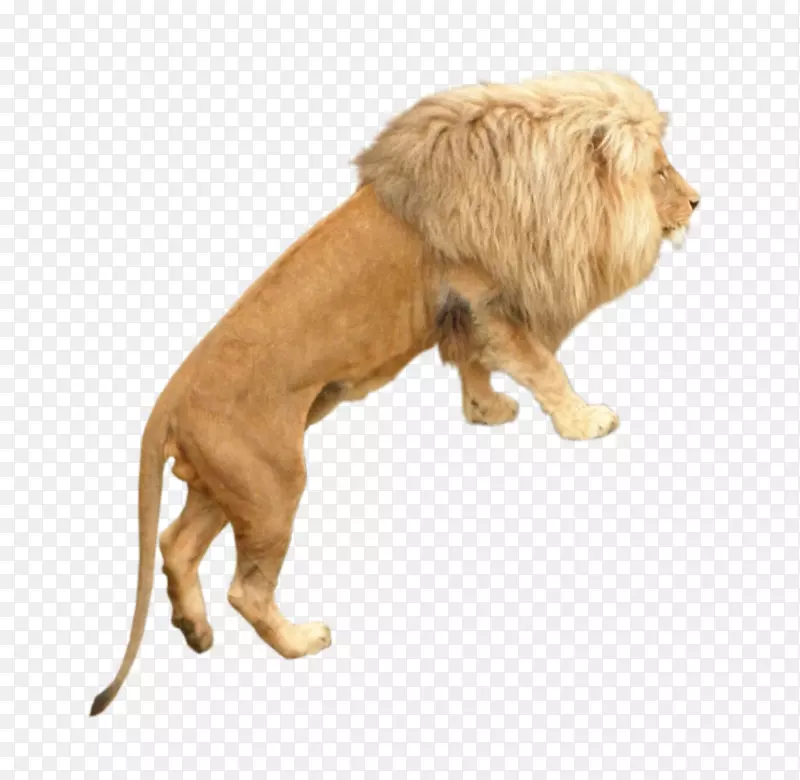 狮子狗品种-狮子