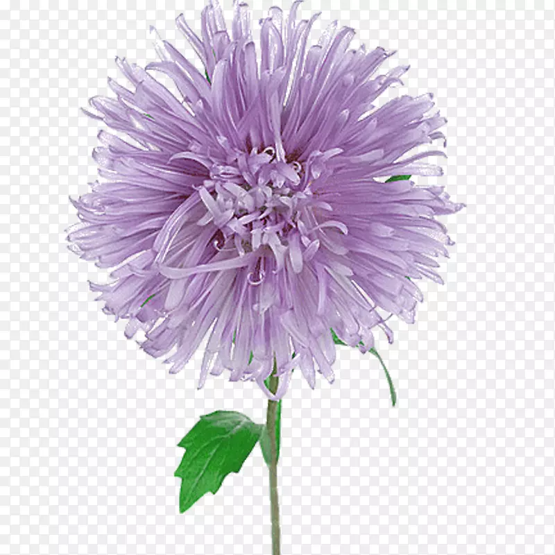 高山紫罗兰花