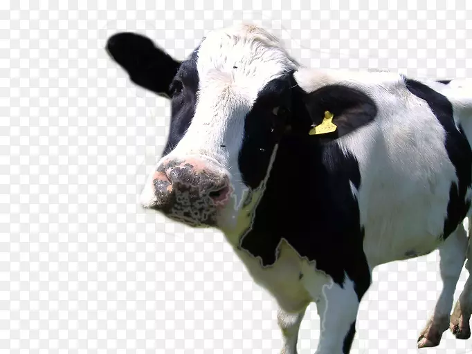 荷斯坦牛、弗里西亚牛、赫里福德牛场动物：奶牛、奶制品养殖