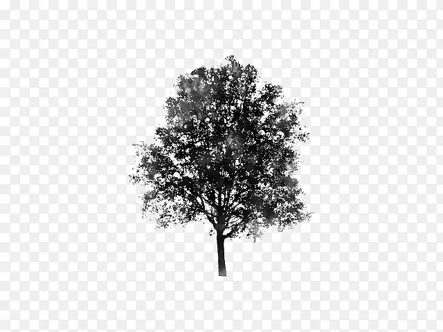 树枝-木本植物常绿树