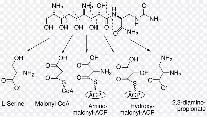 蜡样芽孢杆菌代谢途径聚酮肽分解