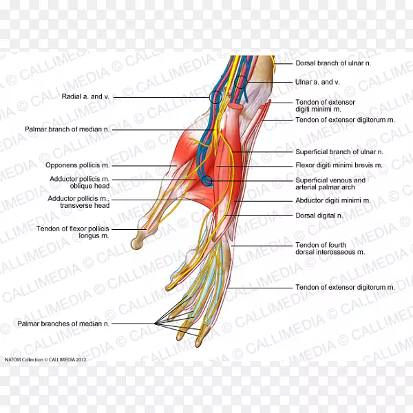 手血管指神经肌肉.手