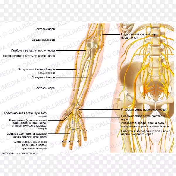 前臂神经解剖