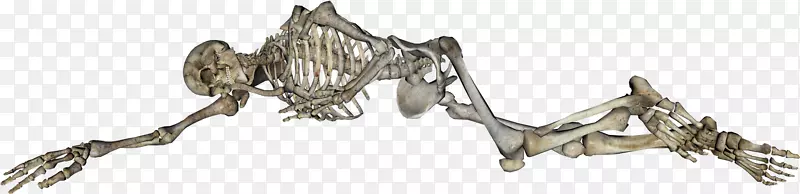 人类骨骼人体智人骨骼