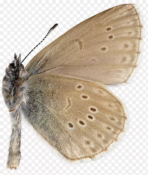 毛茸茸的蝴蝶，棕色的家蛾，蚕蛾，刷脚的蝴蝶，蝴蝶。