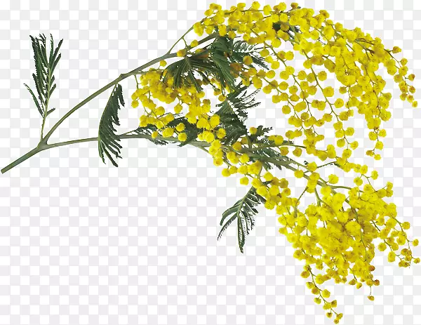 米莫萨色拉草本植物博客叶夹艺术-含羞草花