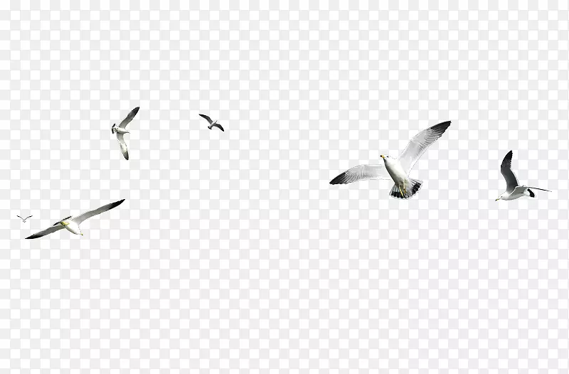 海鸥鸟摄影剪贴画-鸟