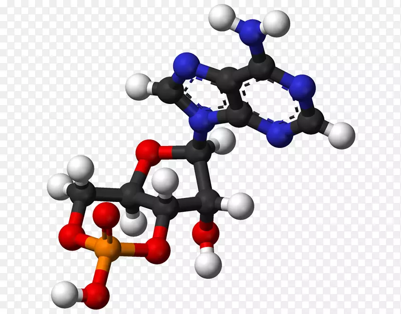 球棒模型二磷酸腺苷分子三磷酸腺苷环磷酸腺苷