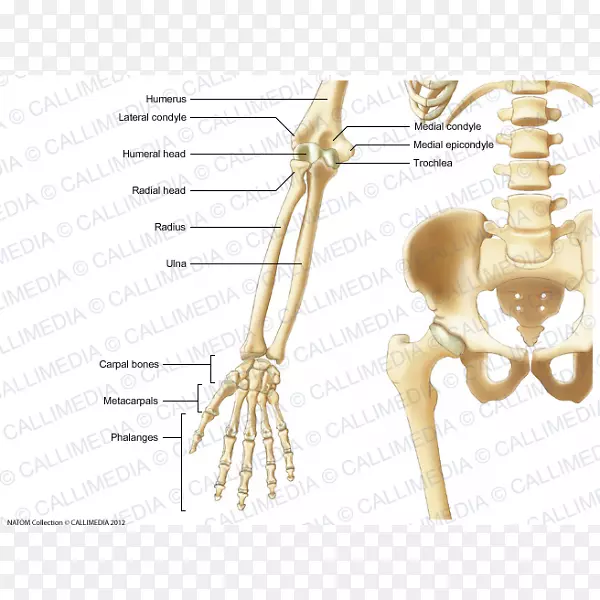 肘骨前臂人体解剖.骨骼头
