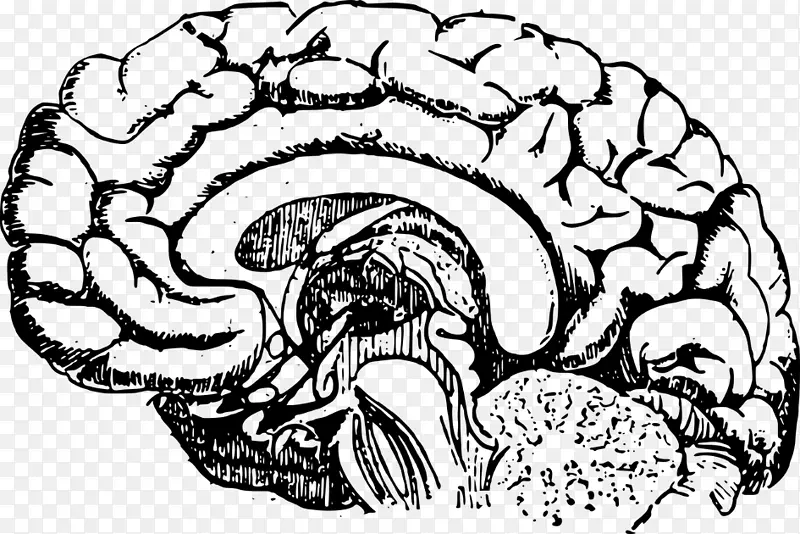 人体脑叶解剖剪贴术-脑