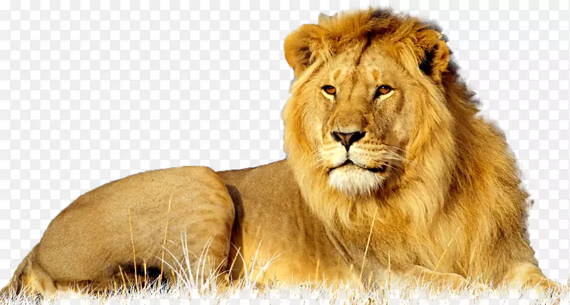 非洲野猫豹大猫科狮子