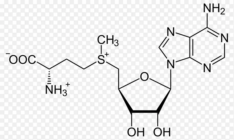 腺苷甲硫氨酸s-腺苷酰-1-同型半胱氨酸氨基酸-肾上腺素