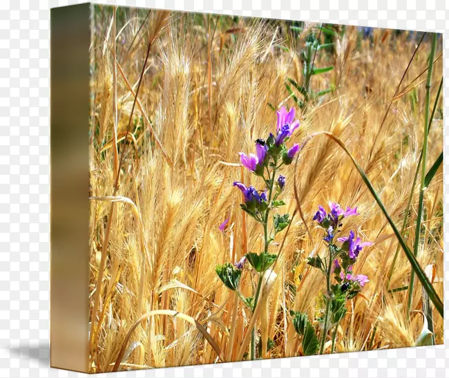 小麦展包野花大麦草甸-小麦