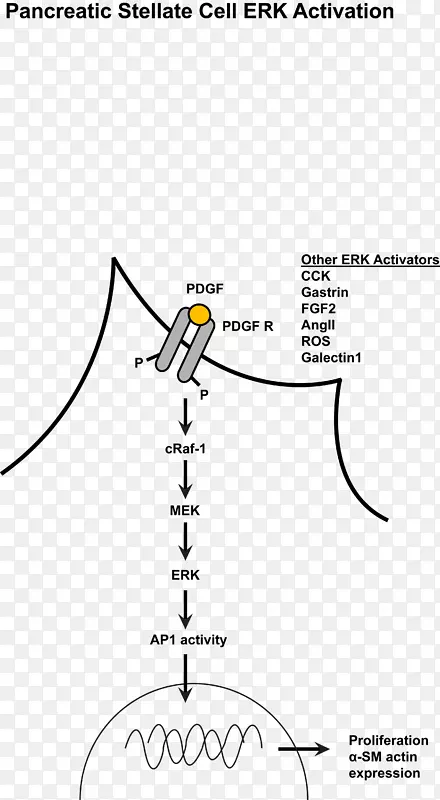 MAPK/erk通路丝裂原活化蛋白激酶胞外信号调节激酶细胞信号转导激活