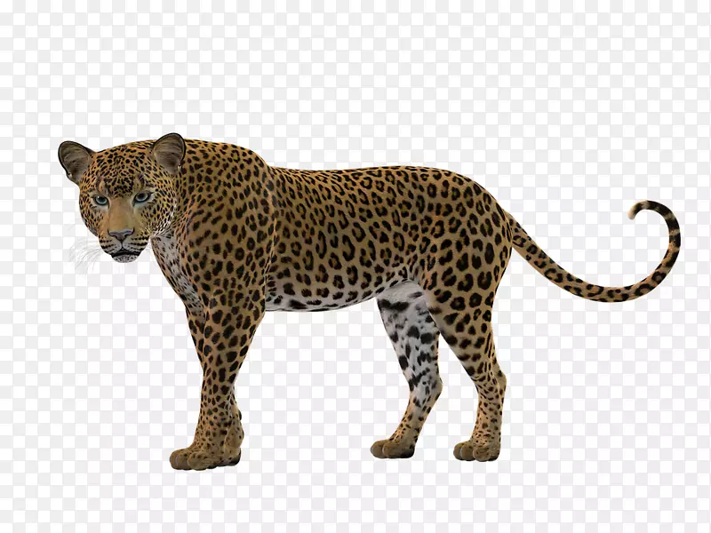 豹猎豹猫科美洲狮豹