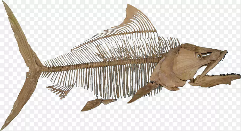 鱼类化石古生物骨骼爬行动物鱼类