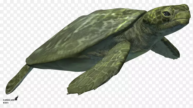 常见海龟塘龟海龟陆生动物海龟