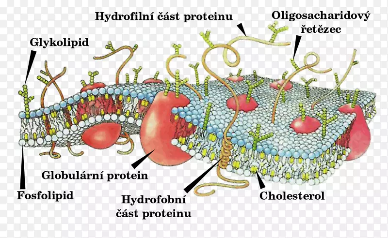 细胞膜生物流体镶嵌模型-细胞膜