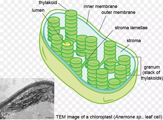 类囊体叶绿体膜基质颗粒植物