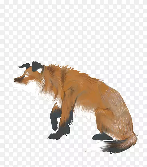 红狐澳大利亚牧羊犬敏捷性-狐狸