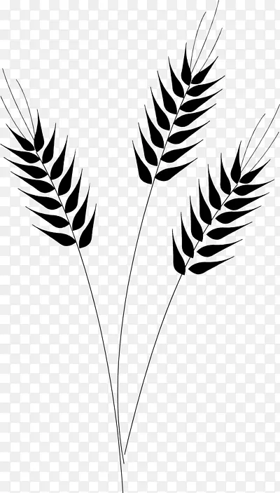 谷物普通小麦剪贴画-小麦作物