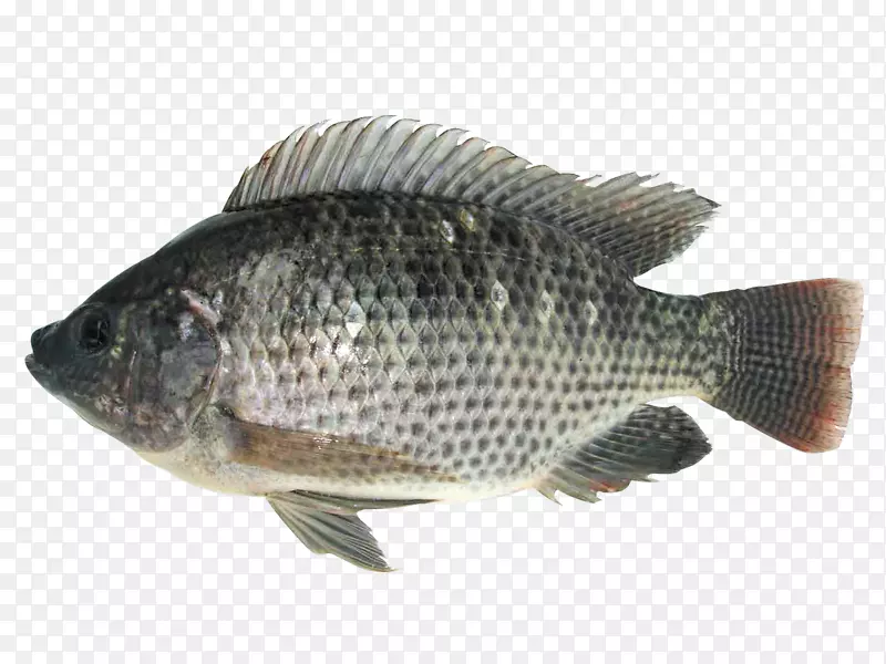 莫桑比克罗非鱼养殖食品-鱼类
