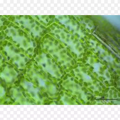 光植物细胞显微镜-光