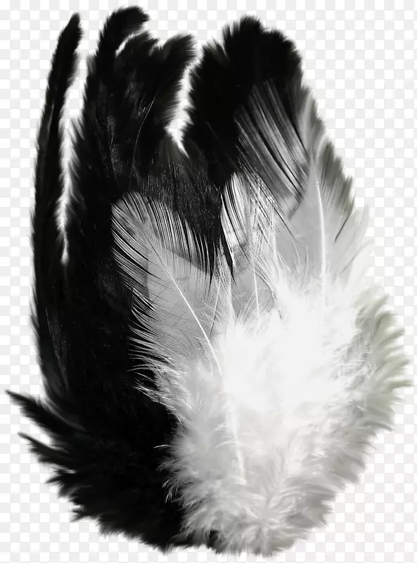 羽毛艺术剪贴画-羽毛