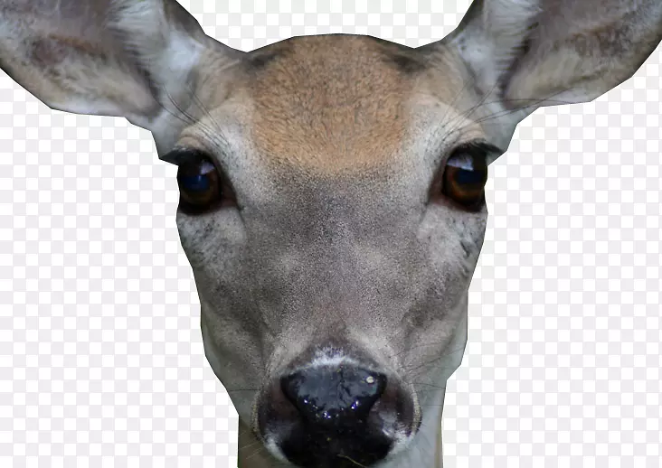 白尾鹿，鹿角，鼻子，脸鹿