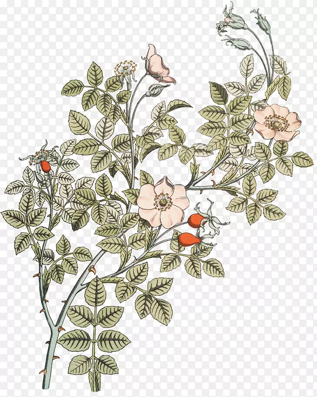 植物学插图玫瑰植物画玫瑰