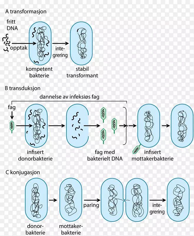 保存梅迪辛斯克细菌药物水平基因转移沙门氏菌孢子