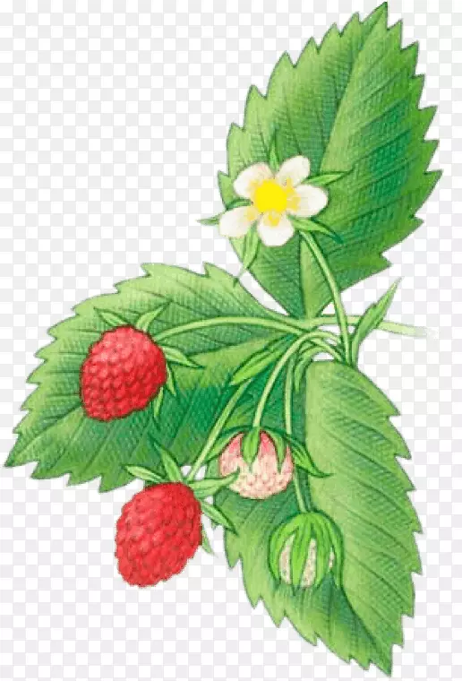 弗吉尼亚草莓酥饼拉制水果草莓
