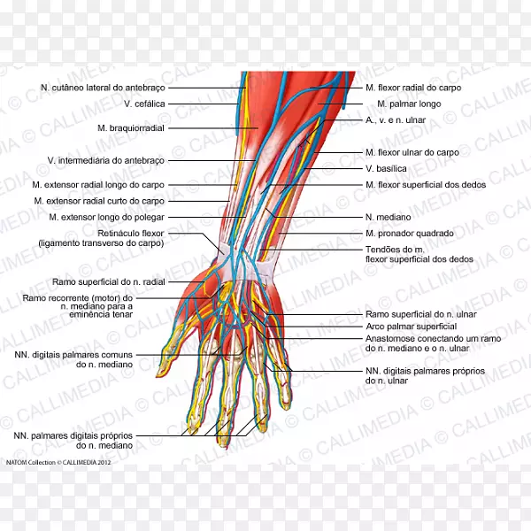 桡神经前臂人体解剖血管手