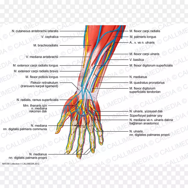 前臂桡神经人体解剖手