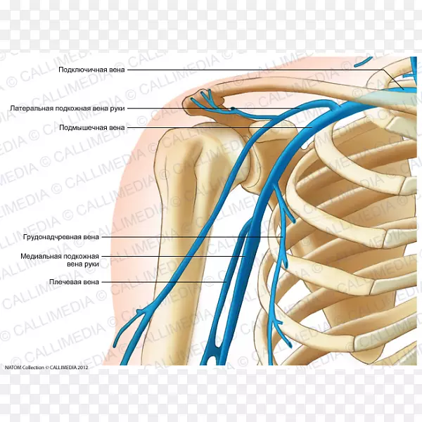 拇指静脉肩部人体解剖臂