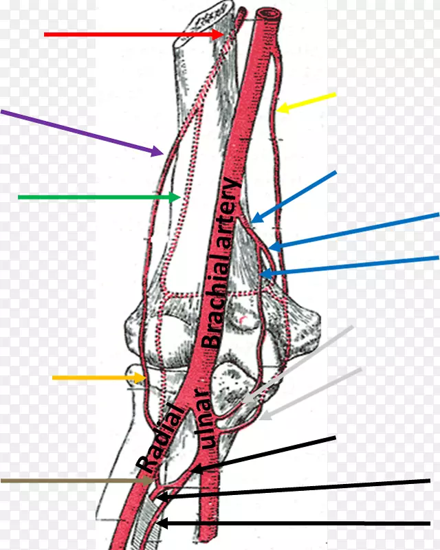 肱动脉人体解剖臂肌