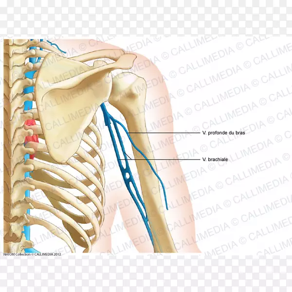 肩胛骨冠状面解剖颈臂