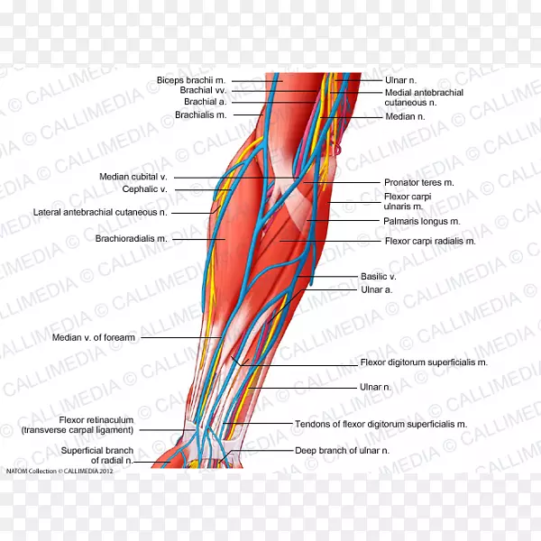 前臂神经、肌肉、静脉臂前间隔