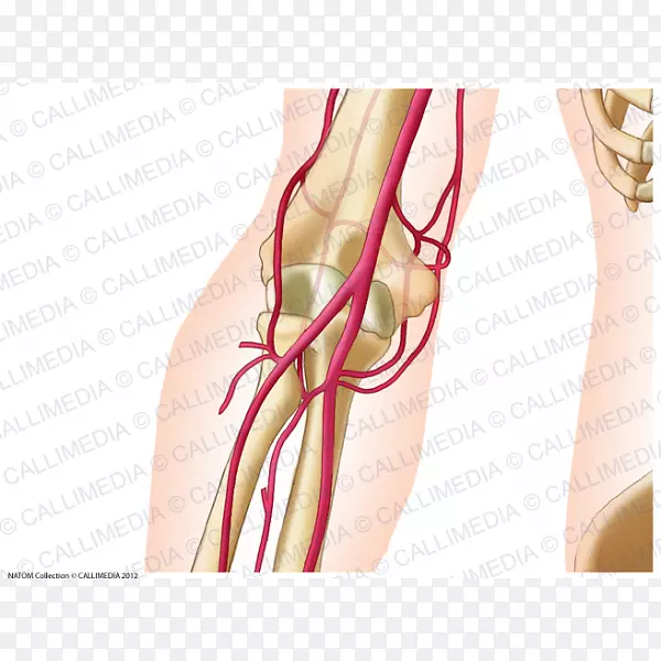 肘尺动脉解剖桡动脉