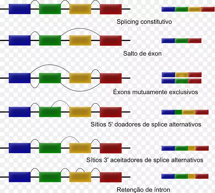 交替剪接RNA内含子rna-seq-acer campestre