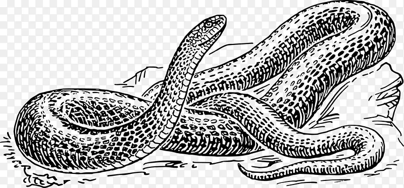黑鼠蛇爬行动物画毒蛇-蛇