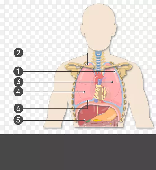 右肺胸膜腔斜裂解剖-展示自己