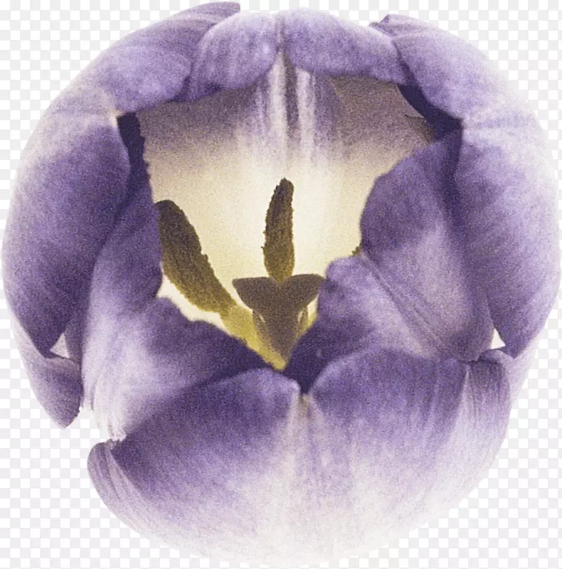 花瓣郁金香紫罗兰花郁金香