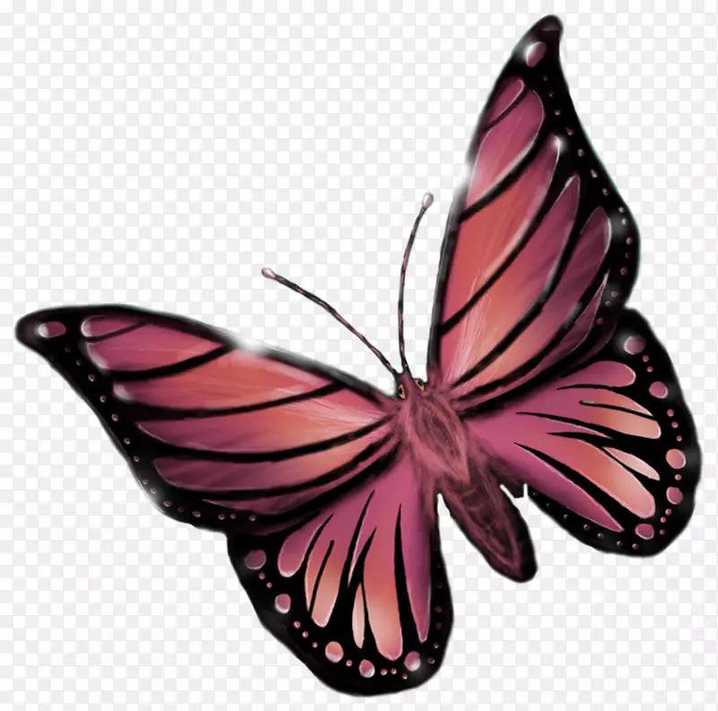 帝王蝶，毛茸茸的蝴蝶，洋红蝴蝶
